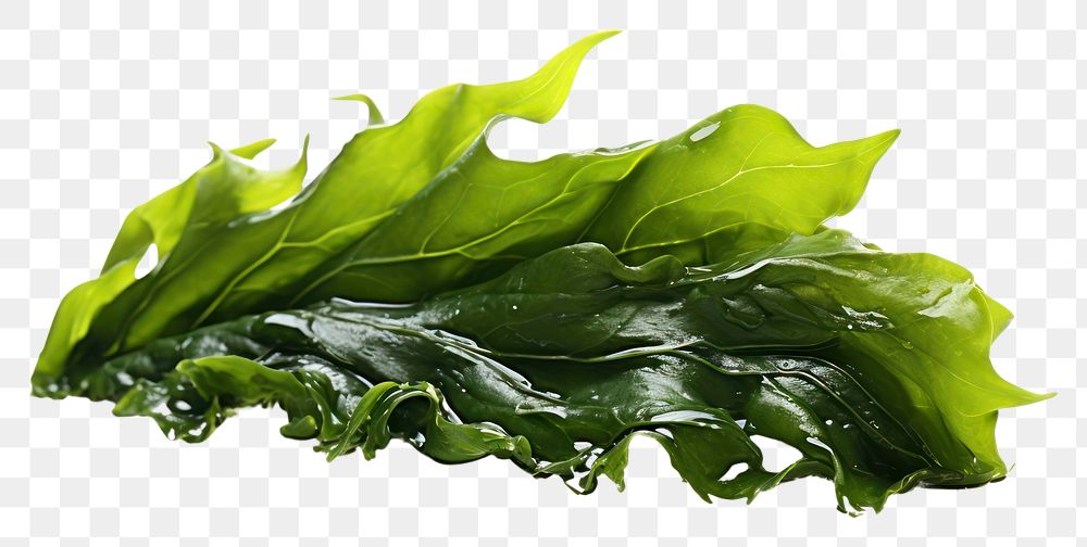 PNG Seaweed plant food leaf. AI generated Image by rawpixel.