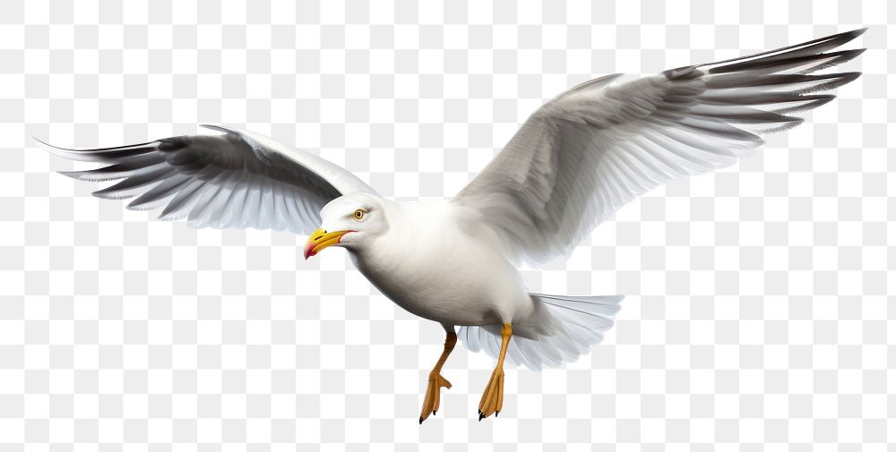 PNG Seagull flying animal white. 