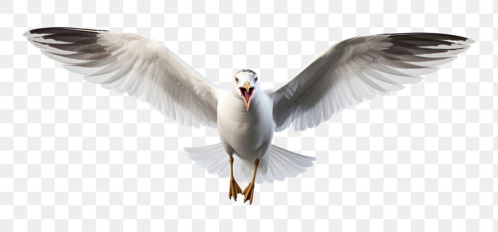 PNG Seagull animal flying white. 