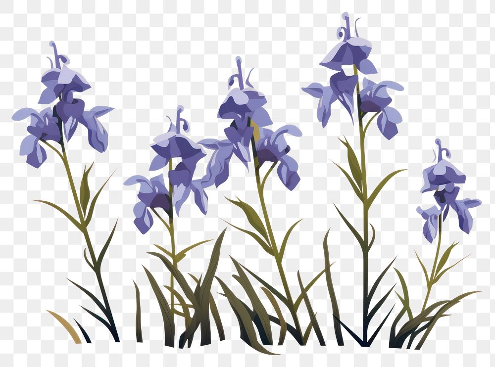 PNG Wild bluebell flowers plant iris inflorescence. AI generated Image by rawpixel.