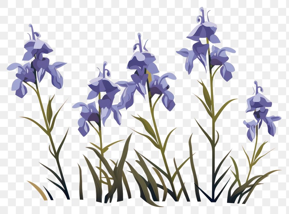 PNG Wild bluebell flowers plant iris inflorescence. 