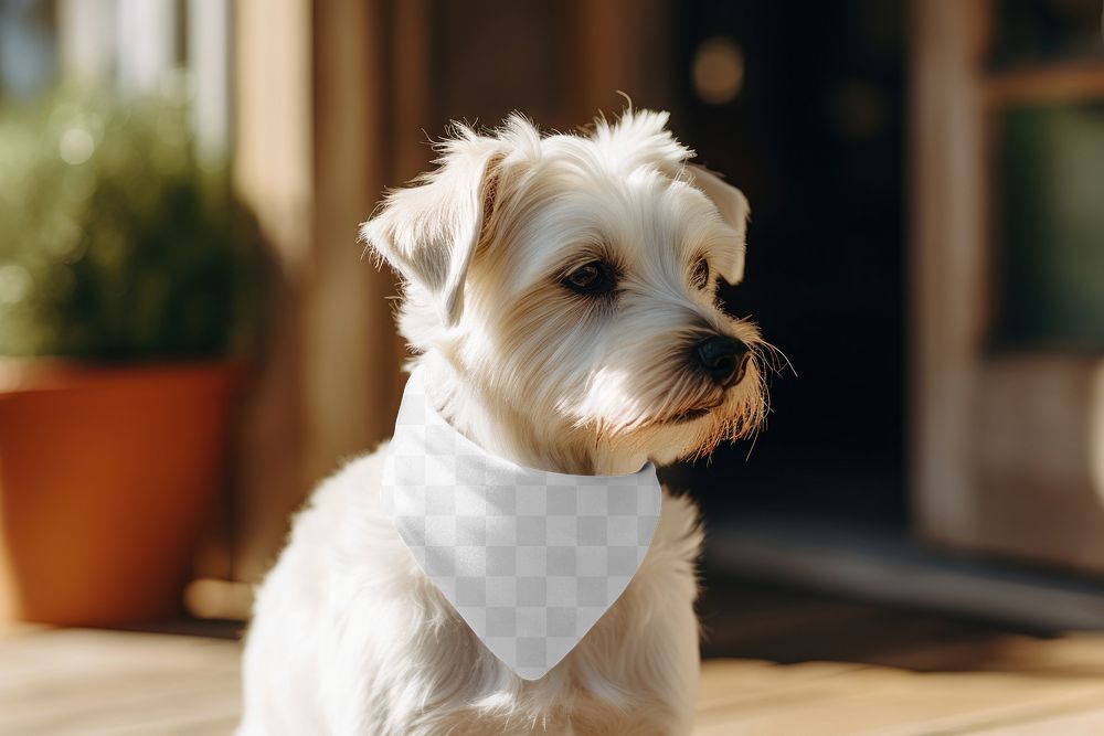 Dog scarf png mockup, transparent design