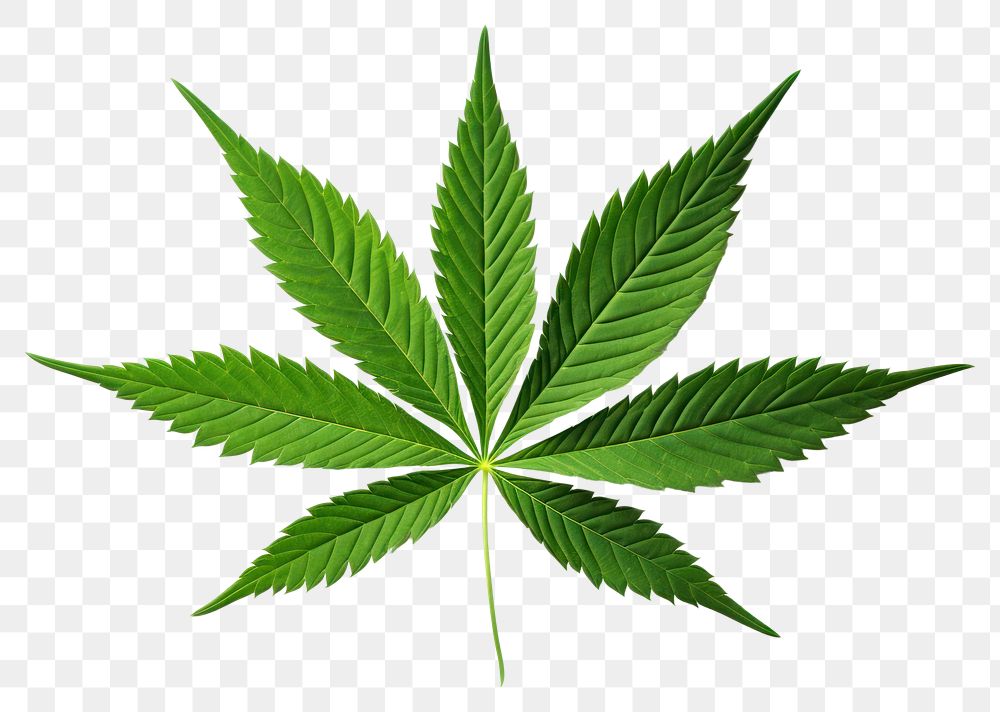 PNG Marijuana Leaf leaf plant green. AI generated Image by rawpixel.
