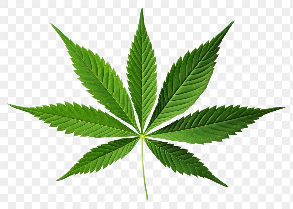 PNG Marijuana Leaf leaf plant green. 