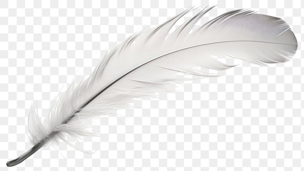 PNG Falling Feather feather white. 