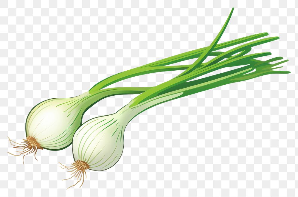 PNG Scallion vegetable plant food. 