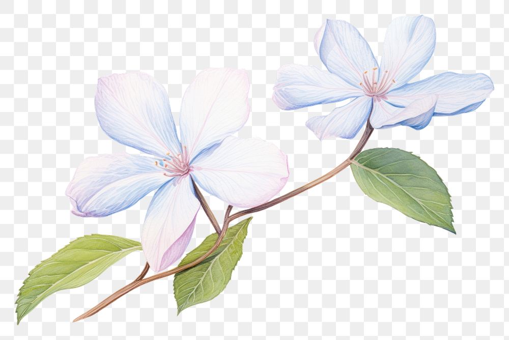 PNG Hydrangea flower blossom drawing. 