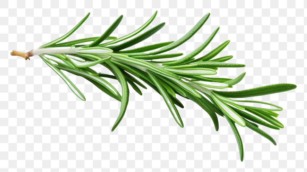 PNG Herbs rosemary herbal plant. 