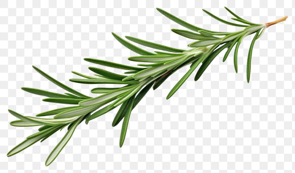 PNG Rosemary leaf rosemary plant herbs. AI generated Image by rawpixel.