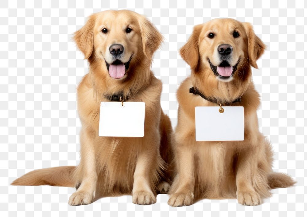 PNG Golden retrievers sitting mammal animal puppy. 