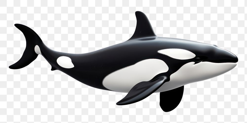 PNG Orca animal mammal whale. 