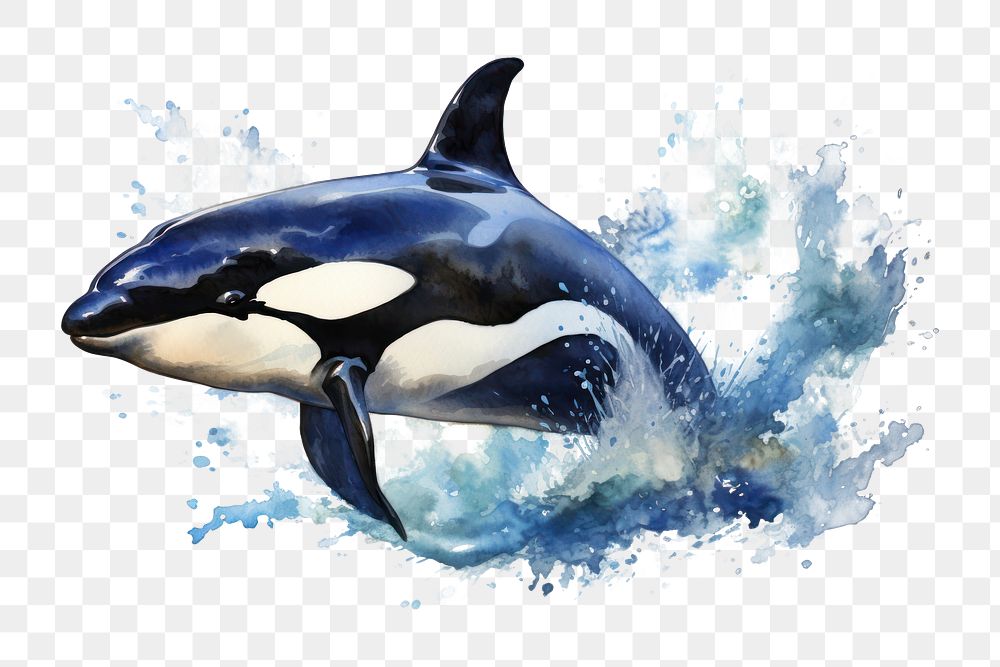 PNG Orca watercolor animal mammal whale. AI generated Image by rawpixel.