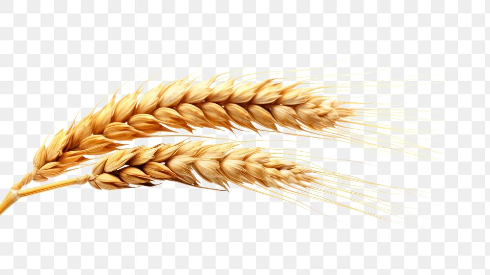 PNG Wheat ear food white background agriculture. AI generated Image by rawpixel.