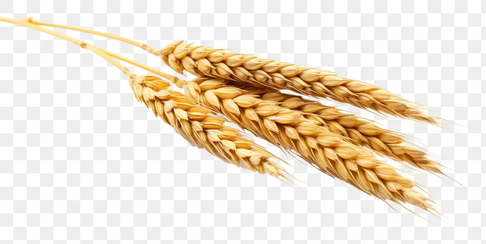 PNG Wheat ear food white background agriculture. 