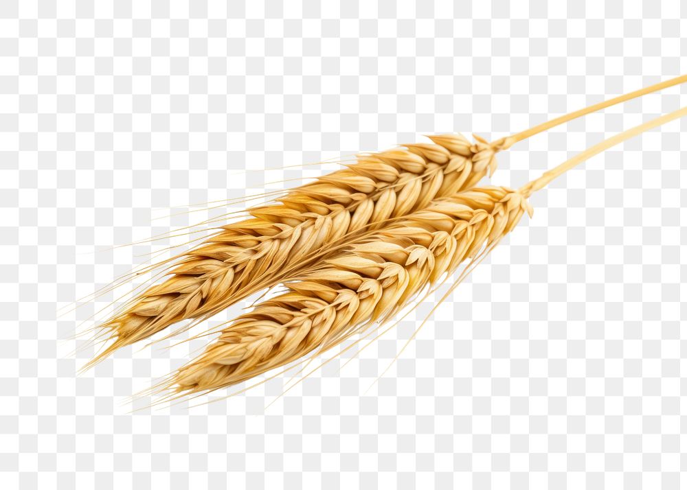 PNG Wheat food white background agriculture. 