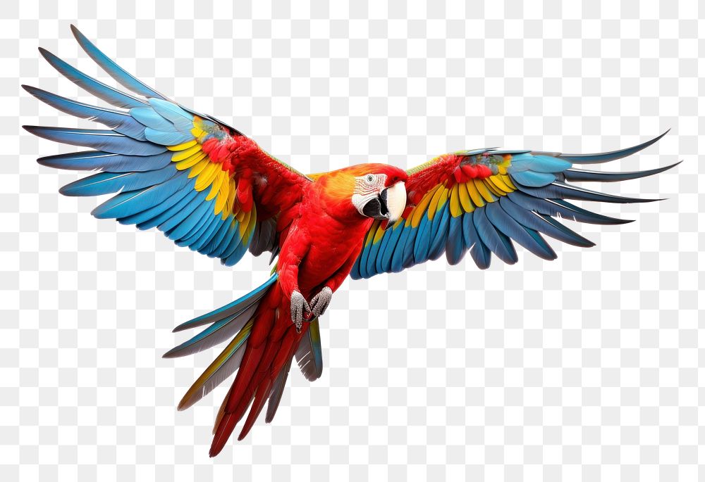 PNG Macaw parrot fly animal bird wildlife