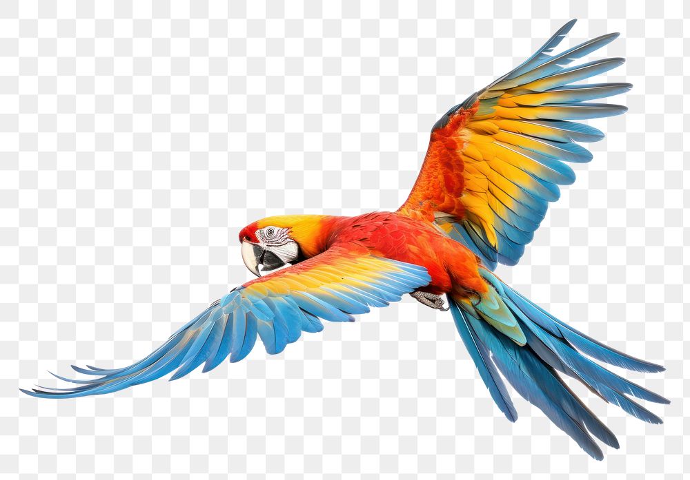 PNG Parrot fly animal macaw bird. AI generated Image by rawpixel.