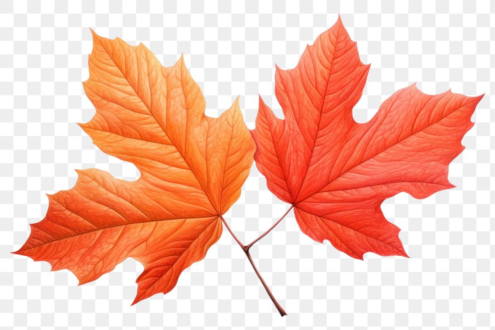PNG Fall leaves maple plant leaf. AI generated Image by rawpixel.