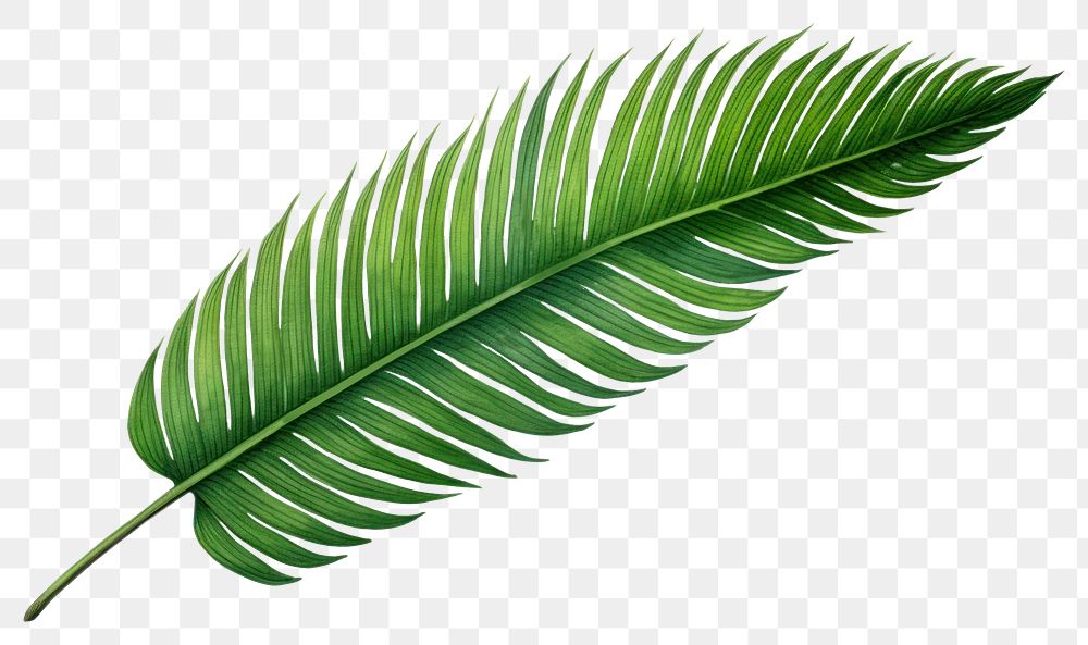 PNG Palm leave plant leaf white background. AI generated Image by rawpixel.