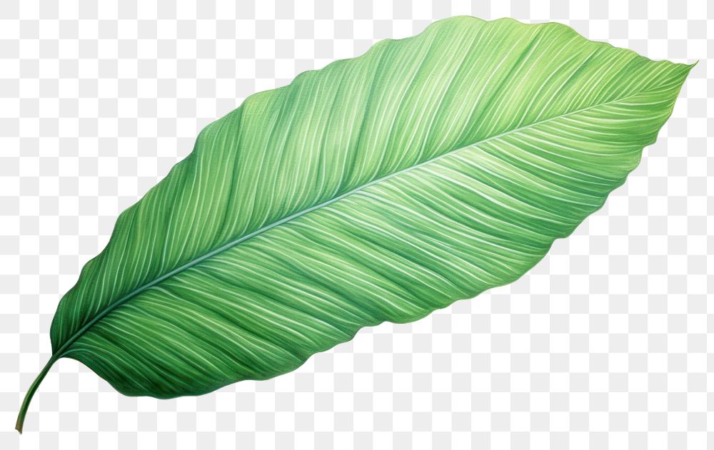 PNG Palm leave leaves plant green. AI generated Image by rawpixel.