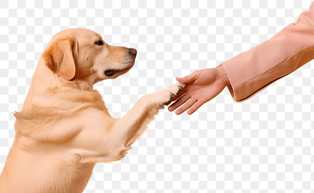 PNG Dog animal mammal hand. AI generated Image by rawpixel.
