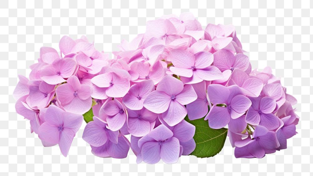PNG Hydrangea hydrangea blossom flower. AI generated Image by rawpixel.