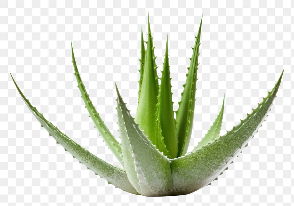 PNG Aloe vera plant xanthorrhoeaceae white background freshness. 