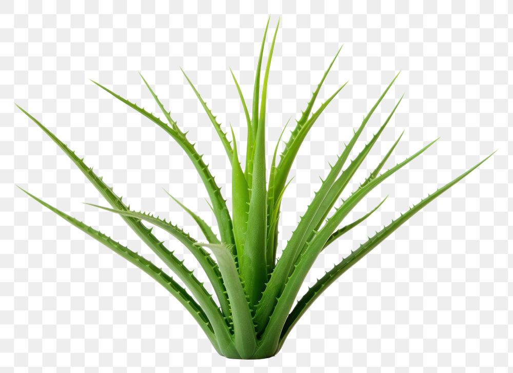 PNG Aloe vera plant xanthorrhoeaceae white background houseplant. AI generated Image by rawpixel.