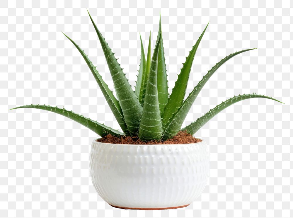 PNG Aloe vera plant xanthorrhoeaceae white background houseplant. 