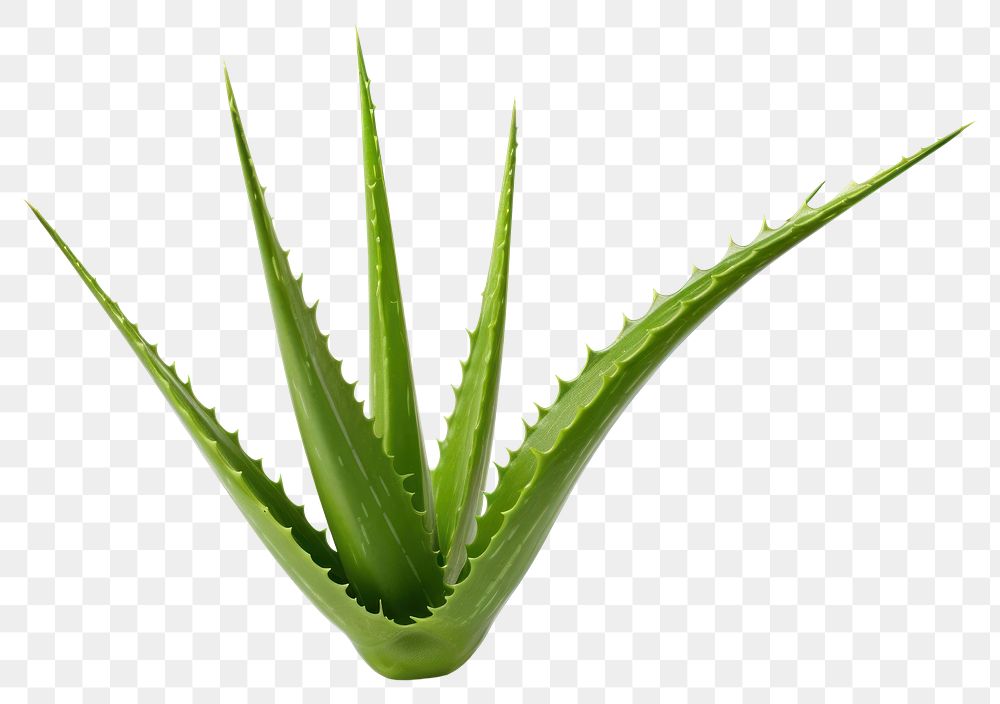 PNG Plant aloe xanthorrhoeaceae freshness. AI generated Image by rawpixel.