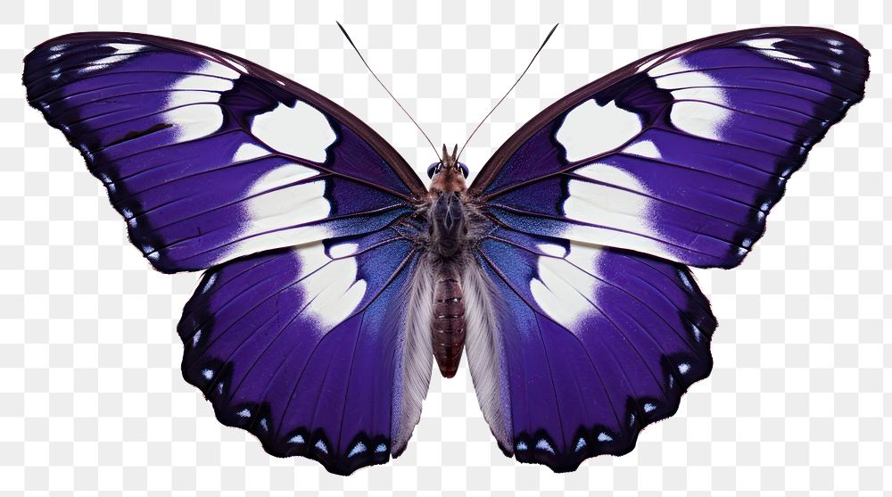 PNG Purple Emperor Butterfly butterfly | Premium PNG - rawpixel