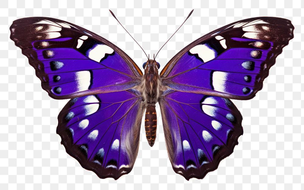 PNG Purple Emperor Butterfly butterfly animal insect. AI generated Image by rawpixel.