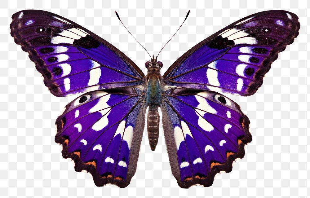 PNG Purple Emperor Butterfly butterfly animal insect. AI generated Image by rawpixel.