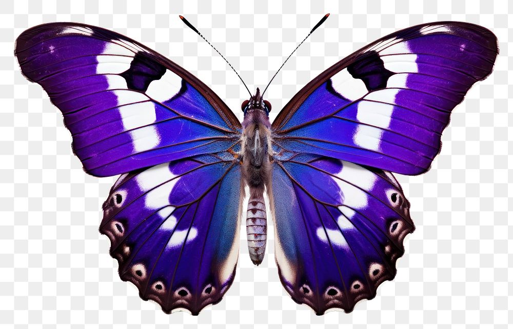 PNG Purple Emperor Butterfly butterfly animal insect