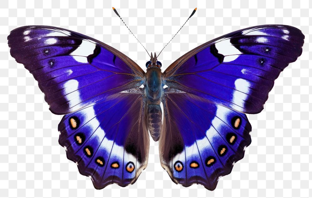 PNG Purple Emperor Butterfly butterfly animal insect. 