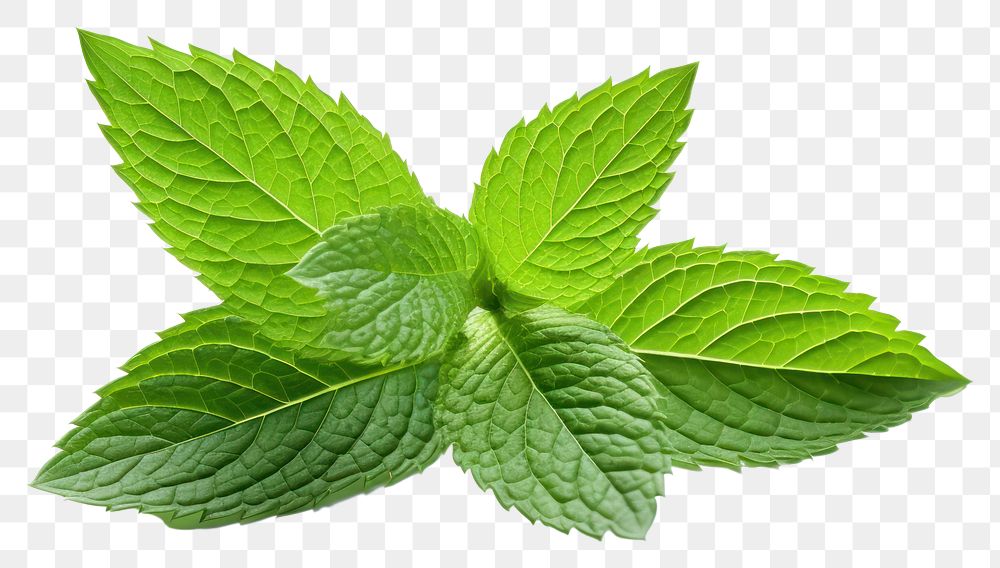 PNG Leaf plant herbs mint.