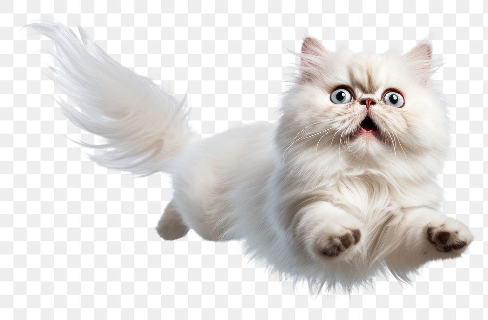 PNG Persian Cat flying animal mammal kitten. 