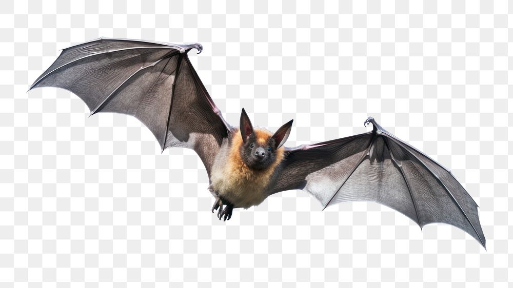 PNG Bat wildlife animal mammal