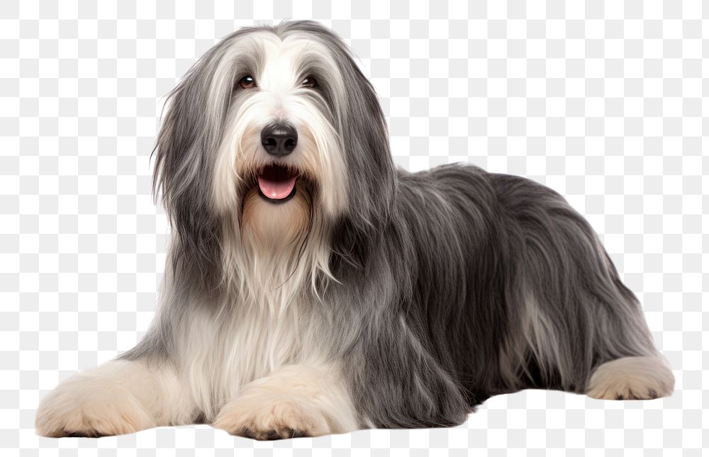 PNG Bearded Collie mammal animal dog. AI generated Image by rawpixel.