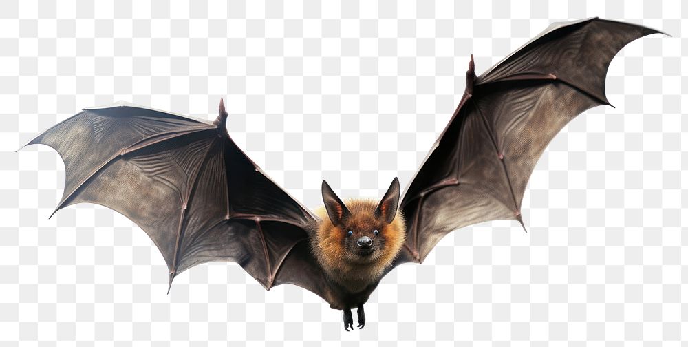 PNG Animal bat wildlife flying. 