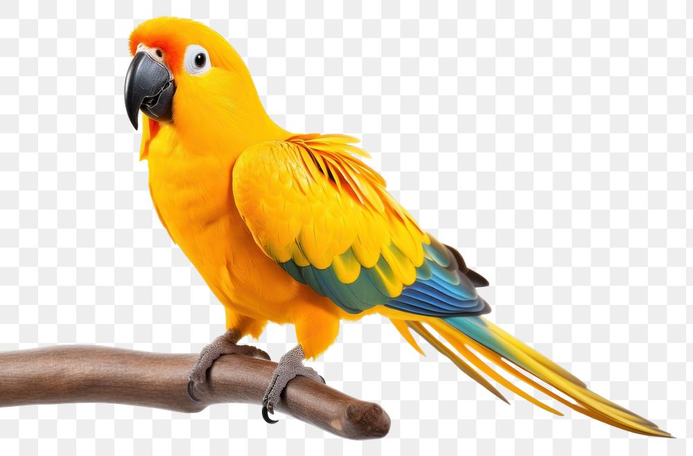 PNG Yellow parrot animal bird white background. 