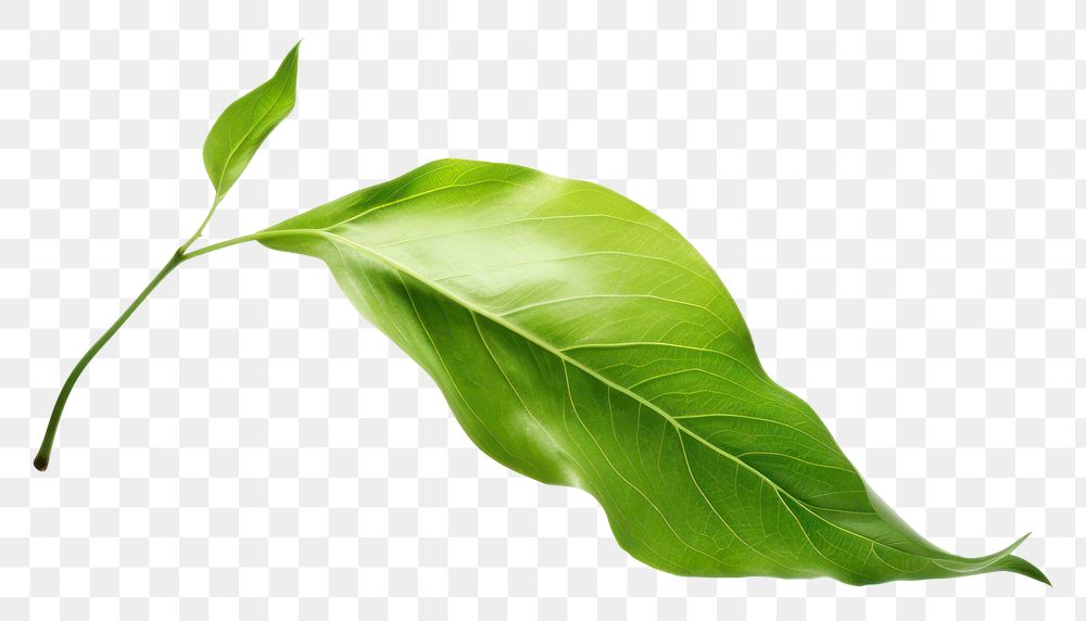 PNG Green leaf falling plant white background freshness. AI generated Image by rawpixel.