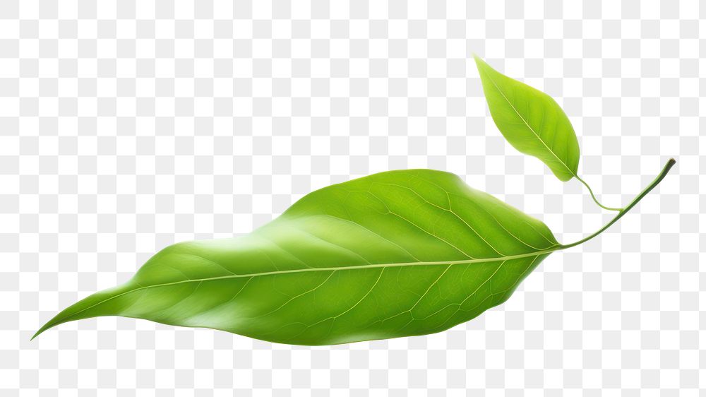 PNG Green leaf falling plant white background fragility. AI generated Image by rawpixel.desktop wallpaper
