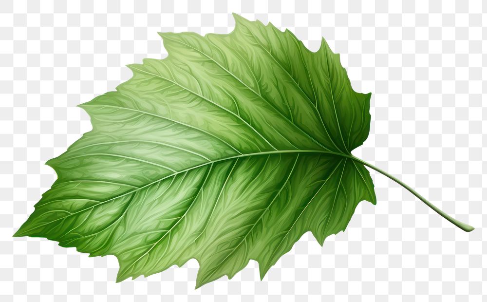 PNG Leaf plant tree white background. AI generated Image by rawpixel.