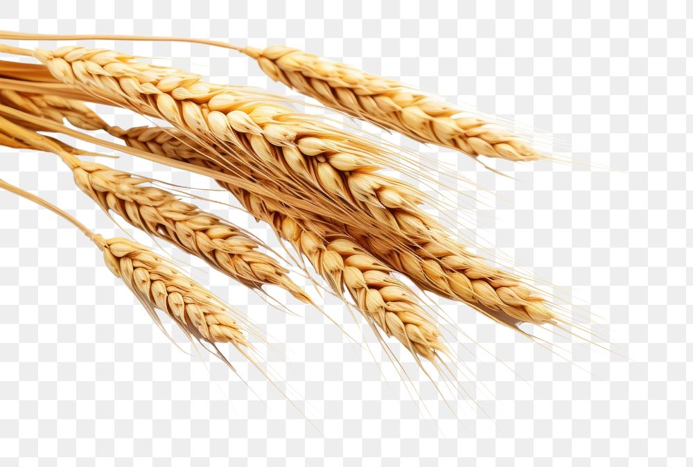 Wheat PNG Images | Free Photos, PNG Stickers, Wallpapers & Backgrounds ...