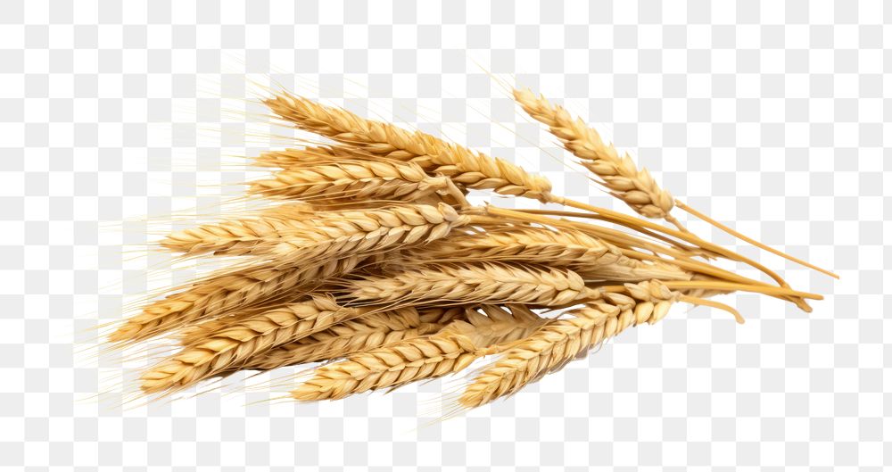 PNG Wheat food agriculture triticale. AI generated Image by rawpixel.