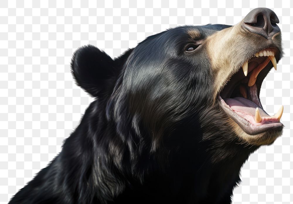PNG  Sun bear wildlife mammal animal. AI generated Image by rawpixel.