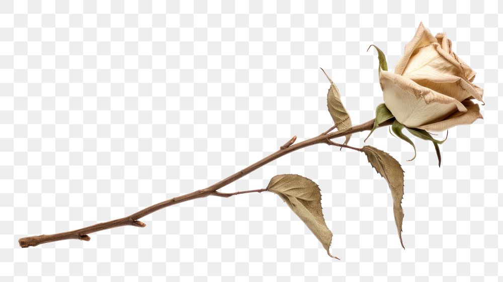 PNG Dried White Rose rose flower plant.