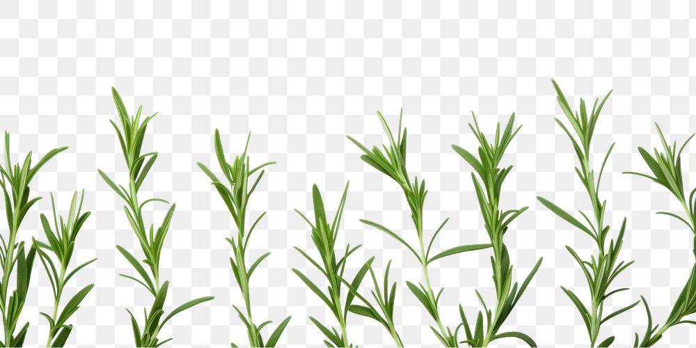 PNG  Tarragon backgrounds plant herbs. AI generated Image by rawpixel.