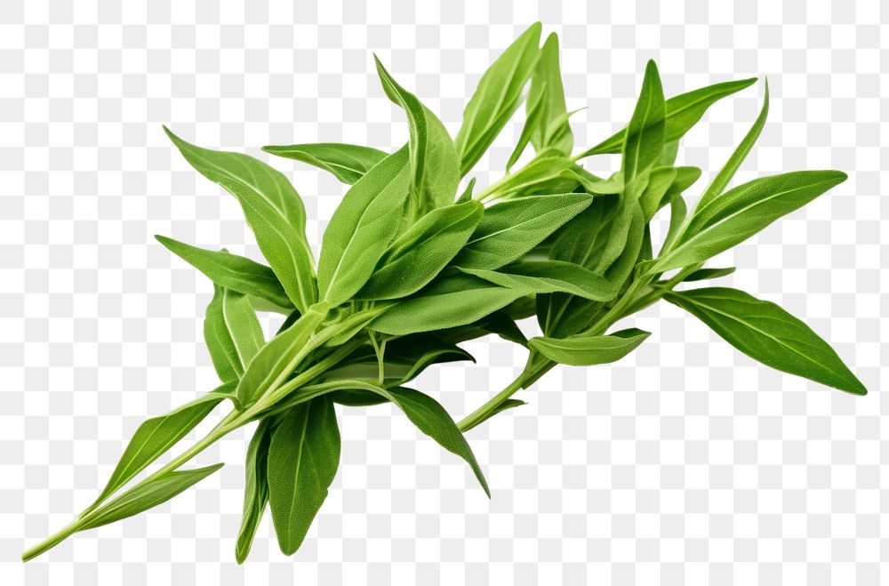 PNG  Tarragon leaves vegetable plant herbs. AI generated Image by rawpixel.